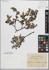 Foto von Salix glauca L.